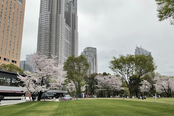 Cherry blossom in Shinjuku Central Park