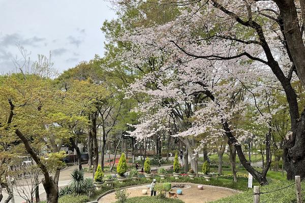 Cherry blossom in Shinjuku Central Park