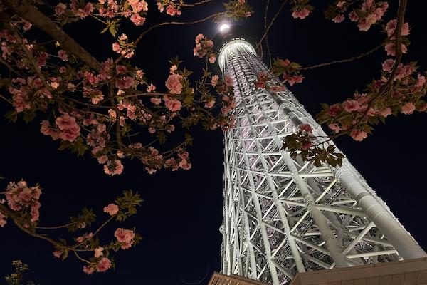 Tokyo Sky Tree with cherry blossoms in the night