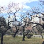 日比谷公園の梅は春モードへ