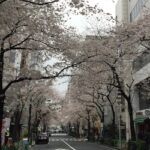 桜並木ドライブ